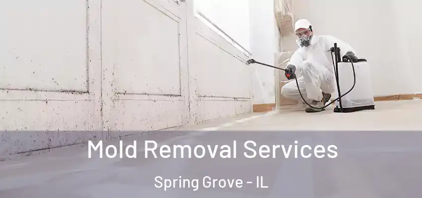  Mold Removal Services Spring Grove - IL