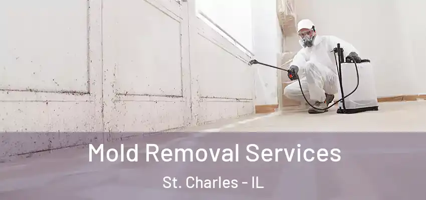 Mold Removal Services St. Charles - IL