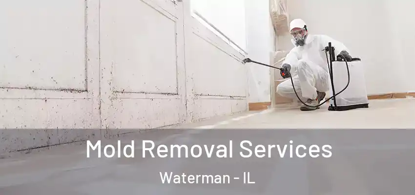  Mold Removal Services Waterman - IL
