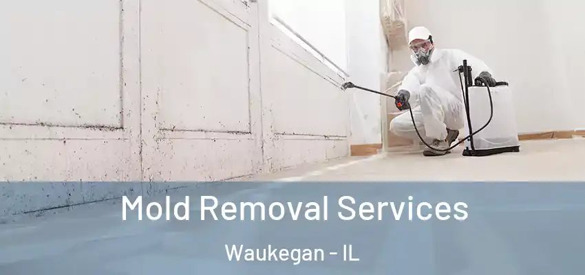 Mold Removal Services Waukegan - IL