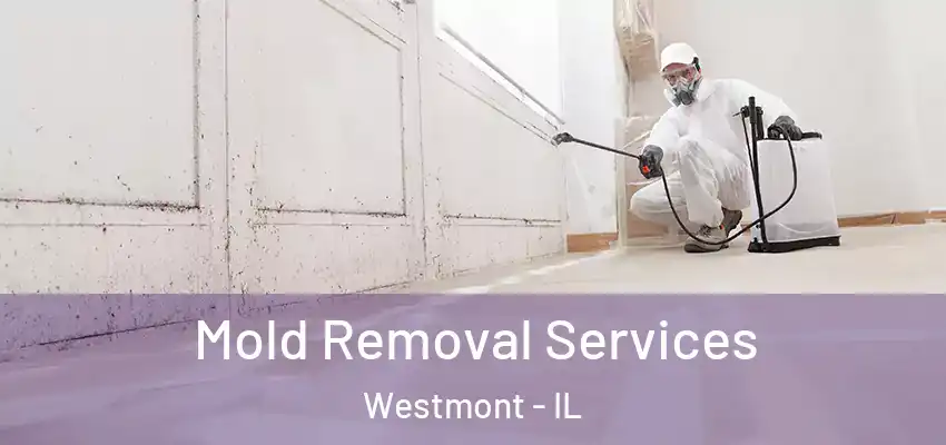 Mold Removal Services Westmont - IL