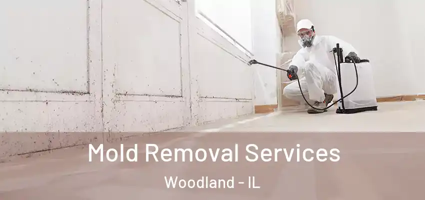 Mold Removal Services Woodland - IL