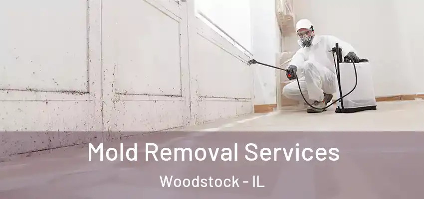 Mold Removal Services Woodstock - IL