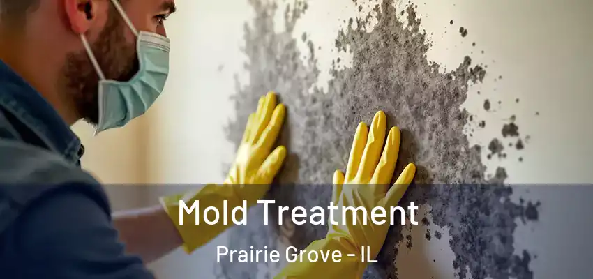  Mold Treatment Prairie Grove - IL